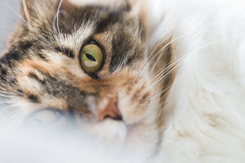 Gatos
